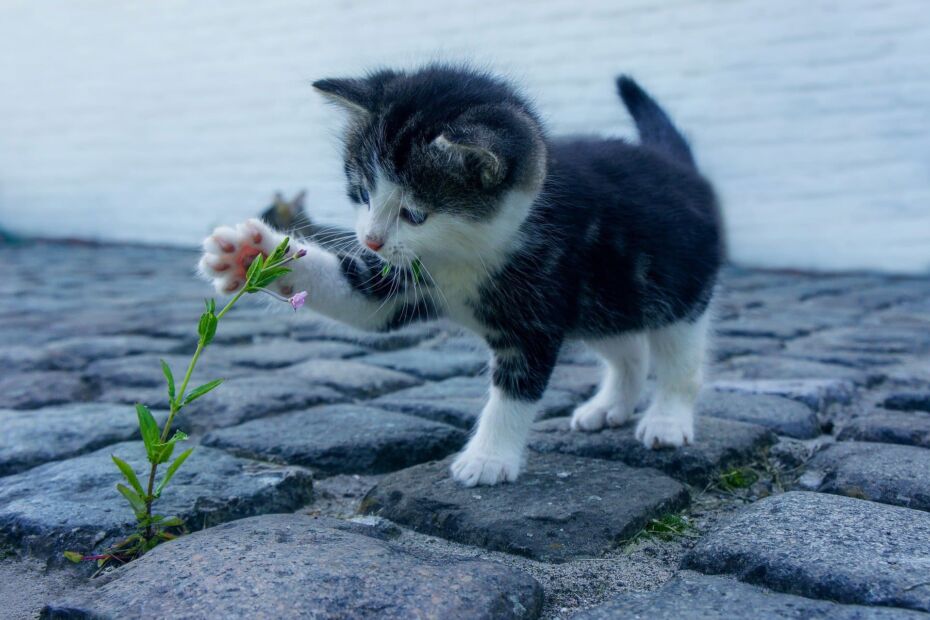 un chat, observateur silencieux d'une fleur, la caressant d'une patte