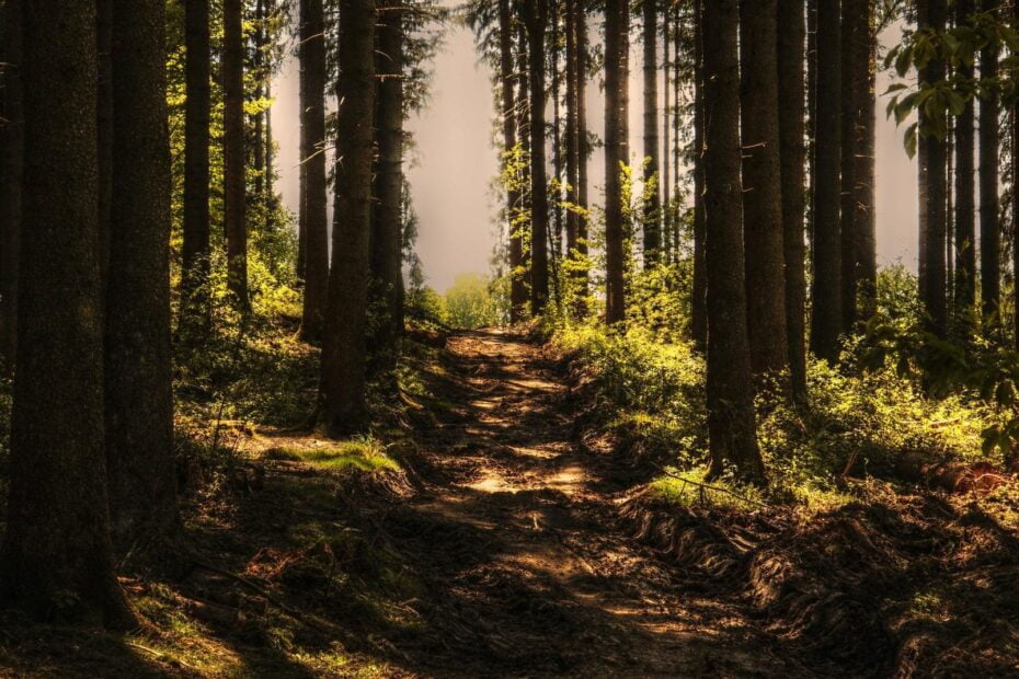 une forêt où faire une ballade en marche contemplative.