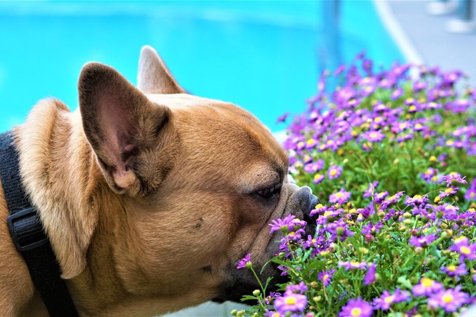 un chien en train de sentir des fleurs, comme exemple d'un monde de ressentis.