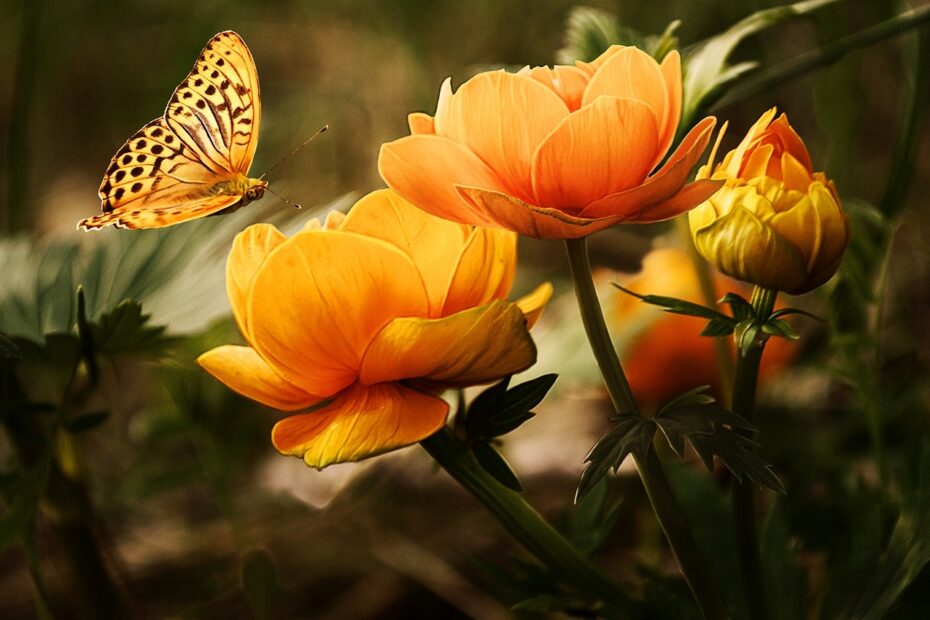 La formation vivre en conscience c'est comme se transformer en papillon et se poser sur une fleur.